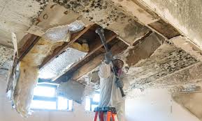 Best Mold Odor Removal Services  in Stuart, IA